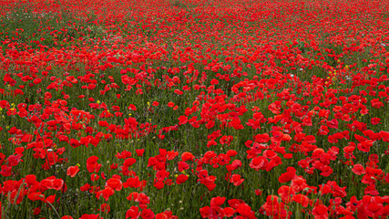 Wall Mural - Red Poppies in Flanders Fields symbol for remembrance Day WW1 - For textured soft backdrops.