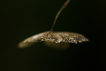 Wall Mural - Dried petals of hydrangea flower in autumn.