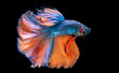 © NITIKAN T. - Beautiful colors'Halfmoon Betta' capture the moving moment beautiful of siam betta fish in thailand on black backgroun
