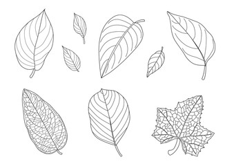 Wall Mural - Leaves line single leaf and leaf pattern black Bring to color decorate on white background illustration  vector