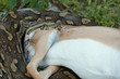 Rock Python devours Antelope - Close up