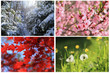 Collage images of four seasons
