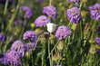 Cabbage butterfly on scabious