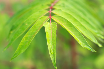 Canvas Print - Ailanthus altissima leaves, Summer abstract background.