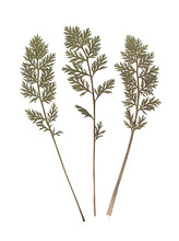 Composition Of The Carrot Tops. Pressed And Dried Herbs. Scanned Image. Vintage Herbarium. Isolated White.