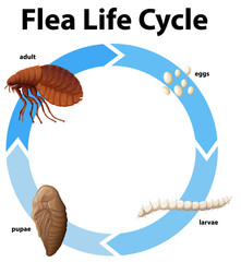 Wall Mural - Diagram showing life cycle of flea