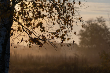 Wall Mural - Yellow trees in autumn time.