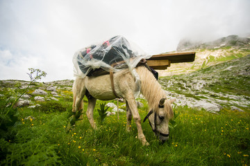 Albanian horse