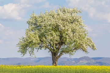 Large single tree in warm spring nature with blooming blossoms. One majestic tree in warm time of year season. The plant has a strong trunk and many branches. Part of climate change ecology series