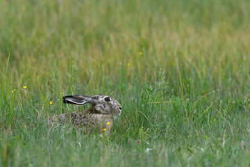 Wall Mural - Feldhase (Lepus europaeus) - European hare