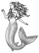 Mermaid illustration, drawing, engraving, ink, line art, vector