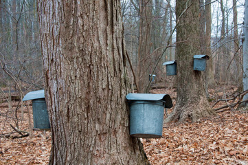 maple syrup buckets on trees in spring