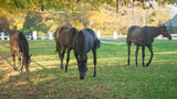 Fototapeta Fototapety z końmi - konie na wybiegu, jesienny poranek