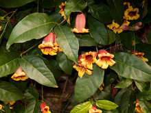 Bignonia Capreolata