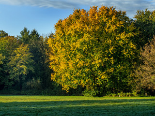 Wall Mural - Autumn in the park