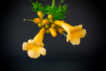 Poster - Blooming curly flower kampsis on a branch, black background.