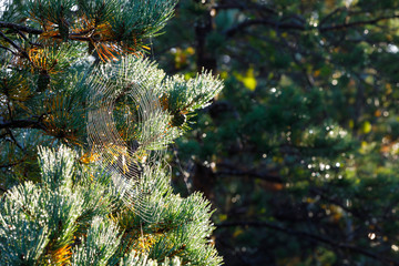 Wall Mural - large round spider web on pine tree