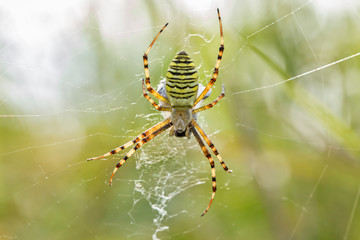 Wasp Spider (Argiope bruennichi) in the spider net in nature, blurred background.