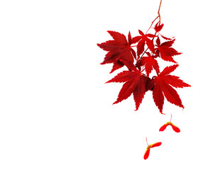autumn leaves. japanese red autumn maple tree leaves isolated on white background. acer palmatum, co