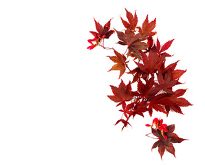 Wall Mural - Autumn leaves. Japanese Red Autumn maple tree leaves Isolated on white background. Acer palmatum