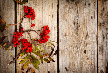 Wall Mural - Rowan branches with ripe berries close-up on wooden background< copy space
