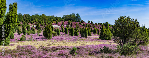 Fotomural Lüneburger Heide in Deutschland Panorama 1
