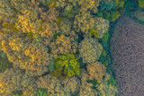 Fototapeta Pomosty - Beautiful autumn in the Lug forest near Bjelovar, Bjelovar Bilogora County, Croatia 