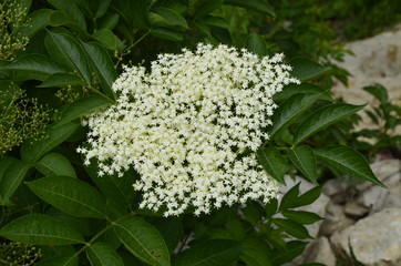 Sticker - Black elder blooms in the garden