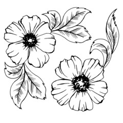 drawing in black and white, flowers and leaves