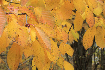 Autumn yellow leaves on a tree branch. Texture for creative design.