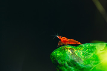 Big fire red or cherry dwarf shrimp with green background in fresh water aquarium tank.