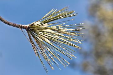 Snowy Pine in Yosemite