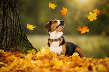 Mixed Breed Dog With Autumn Leaves Looking Up