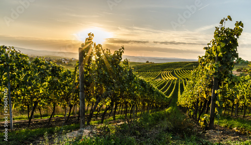 Cuadros en Lienzo Weinberg in Rheinhessen bei Horrweiler