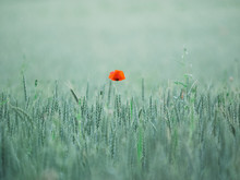 Poppy Flower In Field Of Green Grain