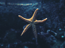 Starfish On Glass Of Aquarium