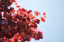 Dark Red Leaves Of Cherry Tree With Ligth Blue Sky