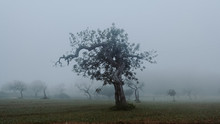 View Of Tree In Fog