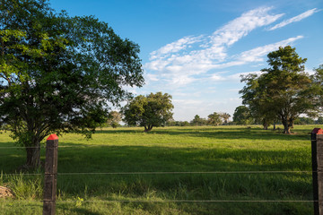 Wall Mural - Colombian landscape with a field area with grass for cattle and leafy trees to provide shade to the animals at the hottest hours. Colombia