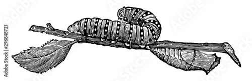Fotomural Larva and Chrysalis of Papilio Machaon vintage illustration.
