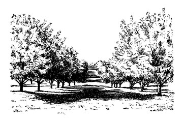 Wall Mural - california apple orchard, vintage illustration.