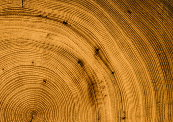 Detailed warm dark brown and orange tones of a felled tree trunk or stump. Rough organic texture of tree rings with close up of end grain.