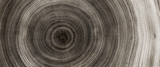 Fototapeta Las - Warm gray cut wood texture. Detailed black and white texture of a felled tree trunk or stump. Rough organic tree rings with close up of end grain.