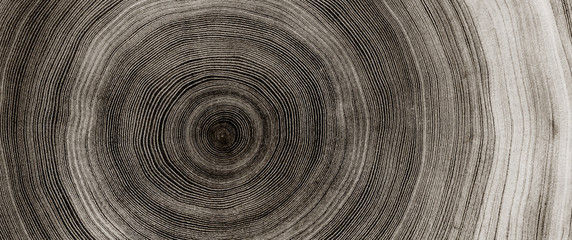 Warm gray cut wood texture. Detailed black and white texture of a felled tree trunk or stump. Rough organic tree rings with close up of end grain.