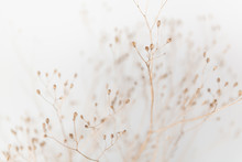 Delicate Dry Grass Branch On White Background