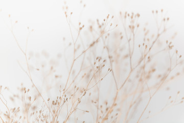 Delicate Dry Grass Branch on White Background