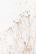 Delicate Dry Grass Branch On White Background