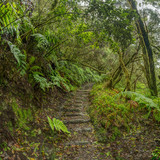 Fototapeta Las - Relict forest on the slopes of the oldest mountain range of the island of Tenerife. Giant Laurels and Tree Heather along narrow winding paths. Paradise for hiking. Square fish eye. Canary Islands