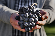 Man Crop Ripe Bunch Of Black Grapes On Vine. Male Hands Picking Autumn Grapes Harvest For Wine Making In Vineyard. Cabernet Sauvignon, Merlot, Pinot Noir, Sangiovese Grape Sort.