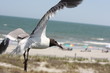 sea gull flying over folly beach